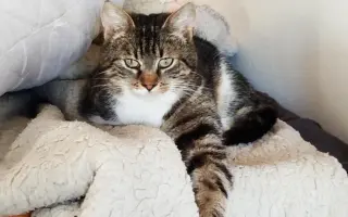 Kočičky Teta a Babča si zaslouží život bez bolesti