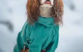 Akutní operace kyčle pro Charlieho: pomozte mu opět běhat bez bolesti