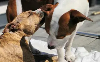 Pomůžete prosím dvěma psím dušičkám bojovat dál o každý společný den?
