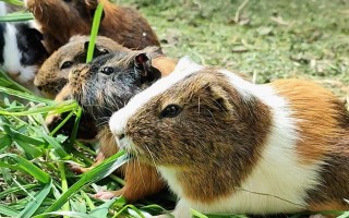 Zachráněná zvířátka autem mezi babičky, dědečky a nemocné děti