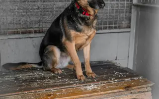 Nové boudy pro chlupáče z ANIDEF