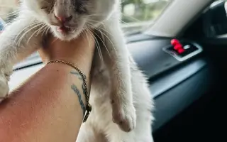 ZACHRAŇME KOŤÁTKA PŘED ZIMOU!