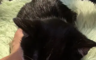 Malý Bubu bojuje s panleukopenií