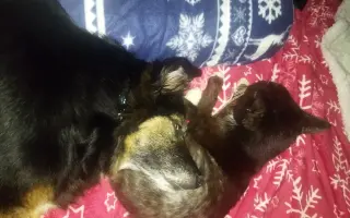 Pomohli jste Pinďovi k lepšímu životu