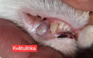 9 nalezených Lásek