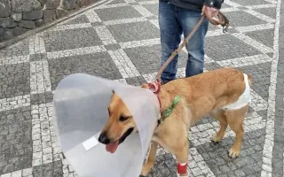 Darujte prosím Roxy život – šance na operaci a další roky plné radosti