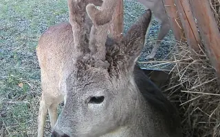 Zachraňme srnčata dřív, než bude pozdě