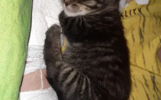 Léčba čtyřnohé kamarádky mého syna