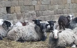 Dejte druhou šanci pro ovčí stádo