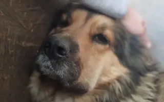 Zpátky do života - pomozte zvrátit těžké psí osudy