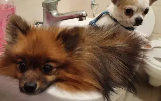 Pomoc na veterinární péči a léčbu po úrazu