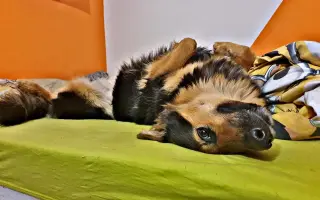 Pomozme Letty v boji se zákeřným B-Lymfomem