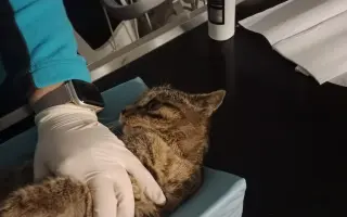 KOČIČKY V NOUZI - POMOZTE NÁM ZACHRÁNIT JEJICH ŽIVOTY