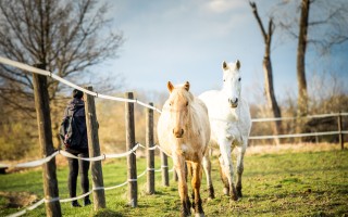 Návrat koní a poníků na pastviny zničené povodní