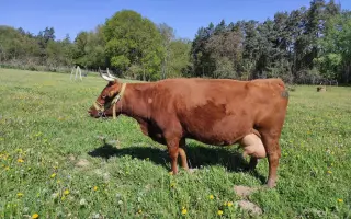 Podpořme farmu Henrieta: krmivo a zázemí pro další sezonu