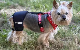 Pomozte Kessynce znovu se postavit na všechny čtyři 🐾