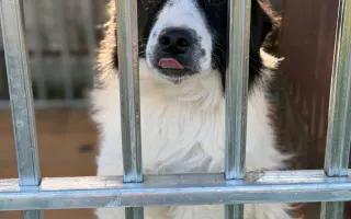 Veterinární péče pro psy v útulku - podzim 2026