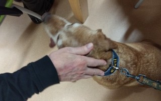 Canisterapie CANTES v krajích ČR jako sociální rehabilitace
