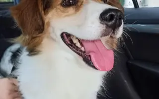 POMOC PRO FOXÍČKA - ZDRAVÝ DECH A PROTÉZA