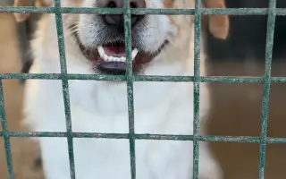 Veterinární péče pro psy v útulku - podzim 2026