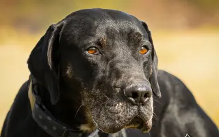 Voříškov přijal 45 nových chlupáčů - pomůžete spolu s námi změnit jejich příběh?