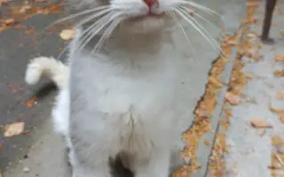 Šance na život pro opuštěné kočičky