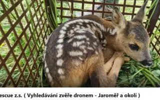 Šance pro mláďata divoce žijící zvěře