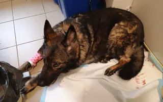 Pomoc Furině v boji s lupusem (SLE)