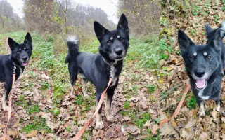 Pomáháme opuštěným a týraným psům najít cestu domů 🩷