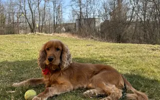 Operace kolena pro Simbu