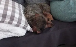 Pomoc pro pejsky čekající na nový domov