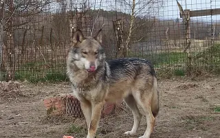 Trvalý domov pro Luckyho
