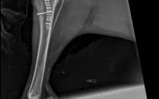 Veterinární pomoc naším svěřencům