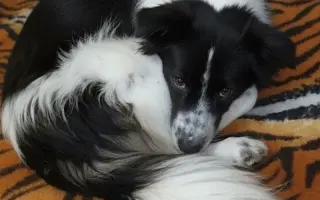 POMOC PRO FOXÍČKA, ASPENA A TAFFY-JACKA