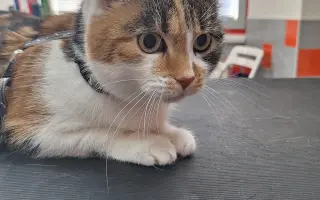 9 nalezených Lásek