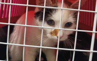 Pomoc s úhradou veterinárních nákladů 🙏