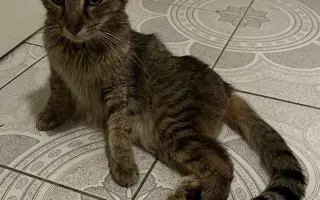 Kocour Riky potřebuje operaci