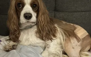 Akutní operace kyčle pro Charlieho: pomozte mu opět běhat bez bolesti