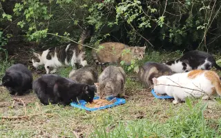 BOJ O PŘEŽITÍ (aneb záchrana kočiček bez domova)