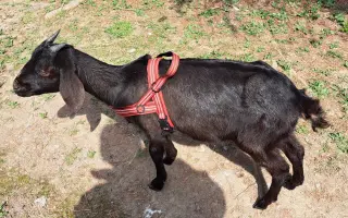 ❤️ Zachránit nestačí. Pomozte nám postarat se o ně dál...