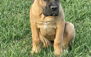 ❤️ Pomozme Ladynce znovu běhat 🐾