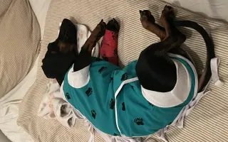 Pomoc pro jezevčíka Čendu po akutní operaci