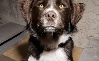 Pomozte Lokimu žít plnohodnotný život