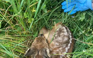 Šance pro mláďata divoce žijící zvěře