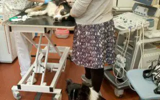 Zachraňme společně nemocného Badýska