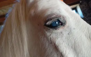 Pomozme Falcovi zachránit zrak a vrátit se k dětem, které ho milují
