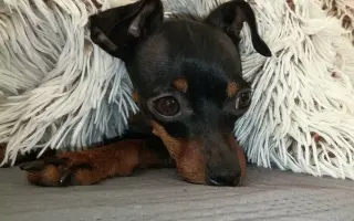 Fenka Bára vždy stála při Pavlíně, teď je řada na ní