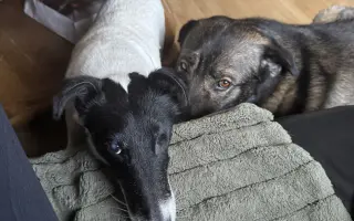 Pomozte zachránit Berrynku