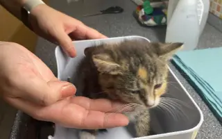 ZACHRAŇME KOŤÁTKA PŘED ZIMOU!