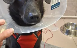 Sárinka bojuje o život se zákeřnou nemocí, prosím o pomoc🙏🐶❤️
